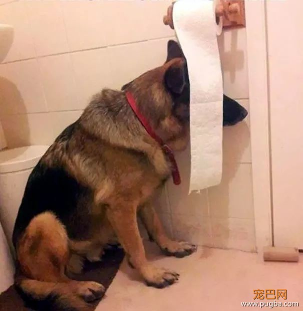 被自家狗蠢到窒息，谁要狗免费送！-19.jpeg
