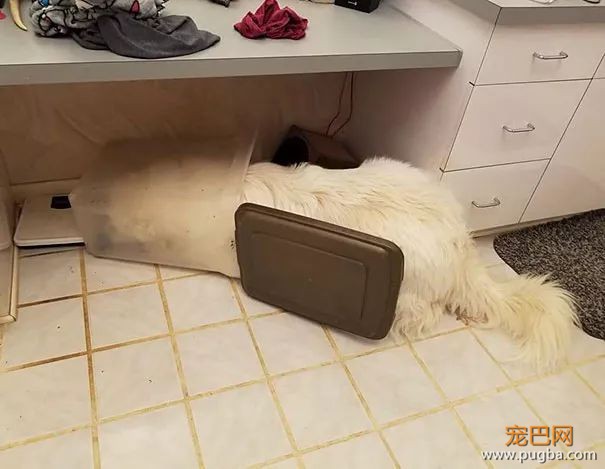 被自家狗蠢到窒息，谁要狗免费送！-23.jpeg