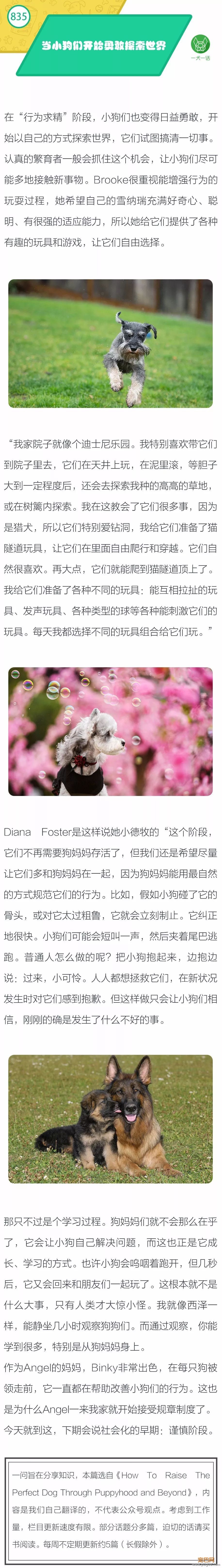 当小狗们开始勇敢探索世界-1.jpeg