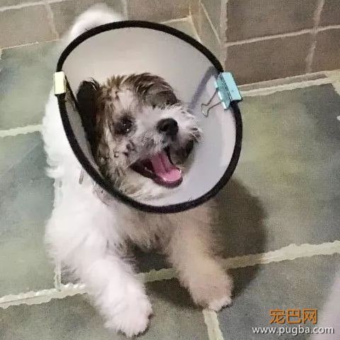 出生在8月的狗狗们，祝你们生日愉快~-3.jpeg