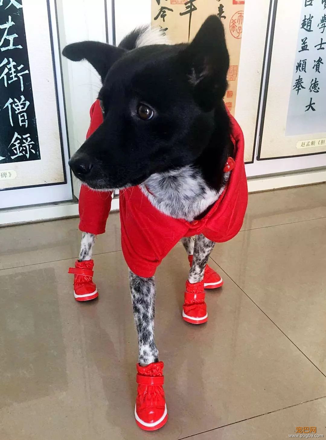 出生在8月的狗狗们，祝你们生日愉快~-5.jpeg