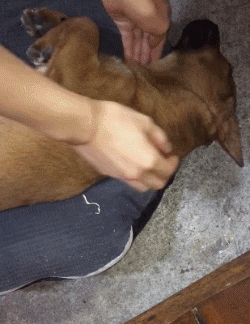 铲屎官半夜起来看狗砸不省狗事，还以为这货挂了，可结果...-1.gif