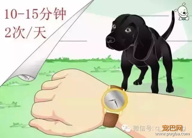 狗狗训练知识，一篇全搞定！-6.jpeg