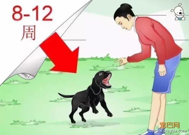 狗狗训练知识，一篇全搞定！-5.jpeg