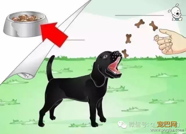 狗狗训练知识，一篇全搞定！-2.jpeg