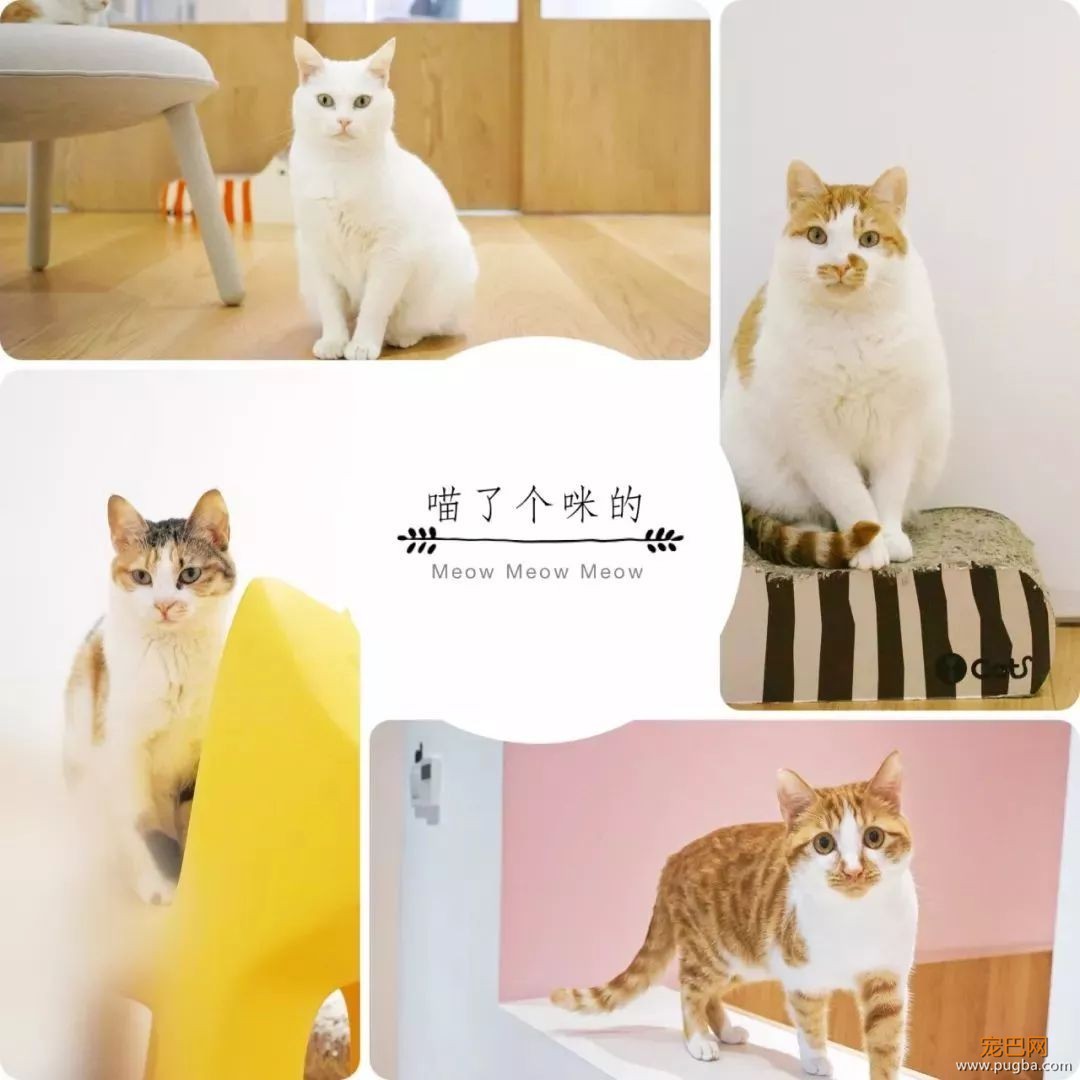 我能想到最浪漫的事，就是和你去逛这条「领养街」-9.jpeg