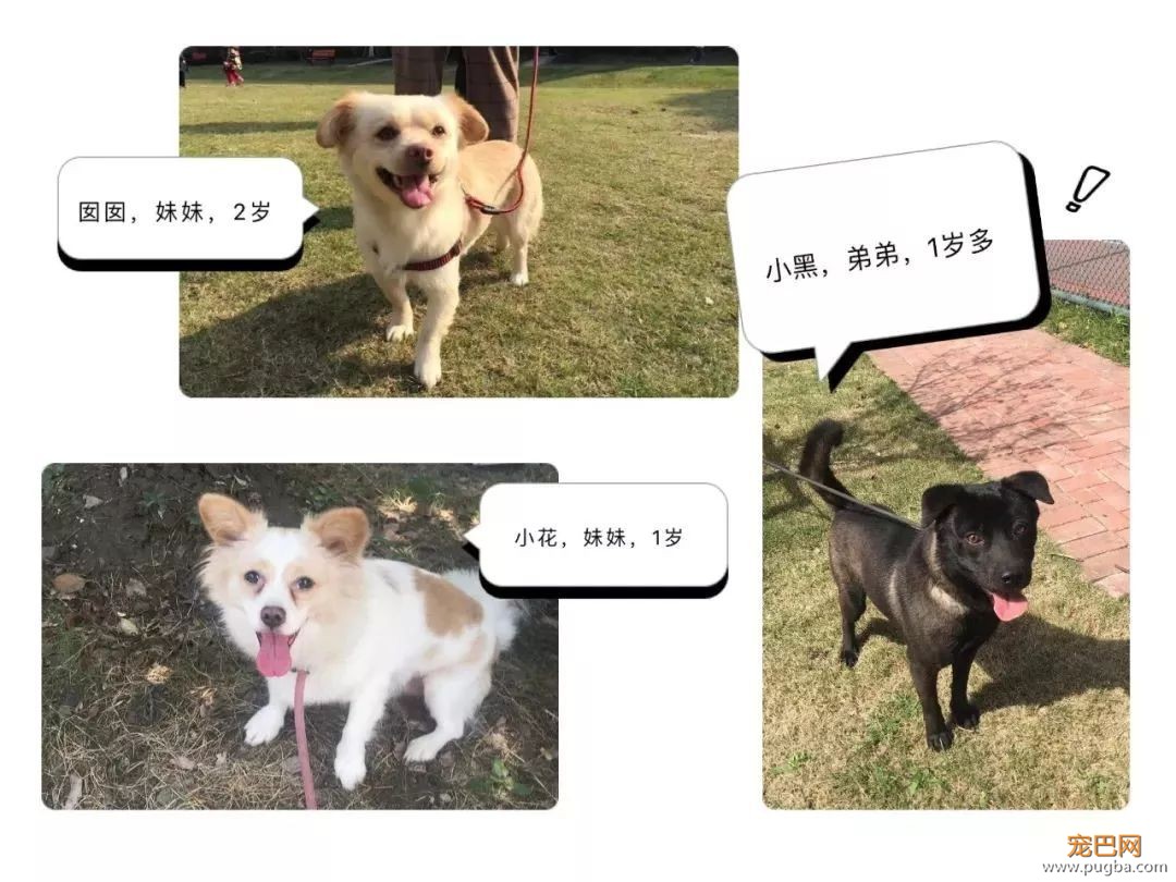 我能想到最浪漫的事，就是和你去逛这条「领养街」-23.jpeg