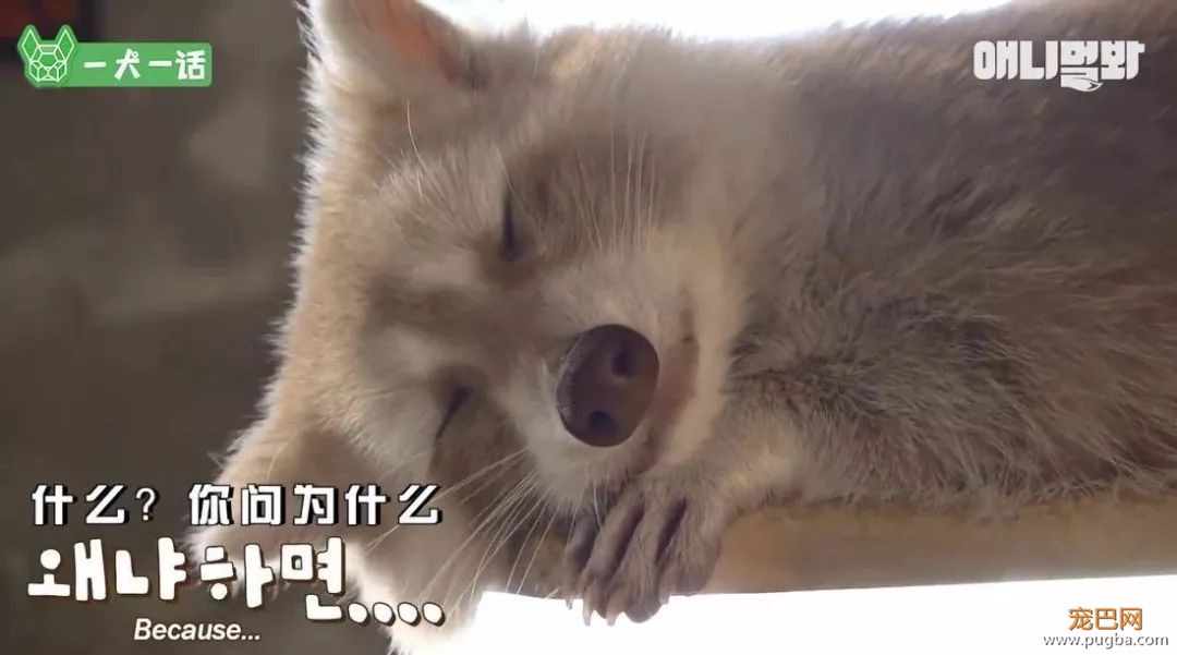 小浣熊那么可爱，当然不能养它啦！-1.jpeg