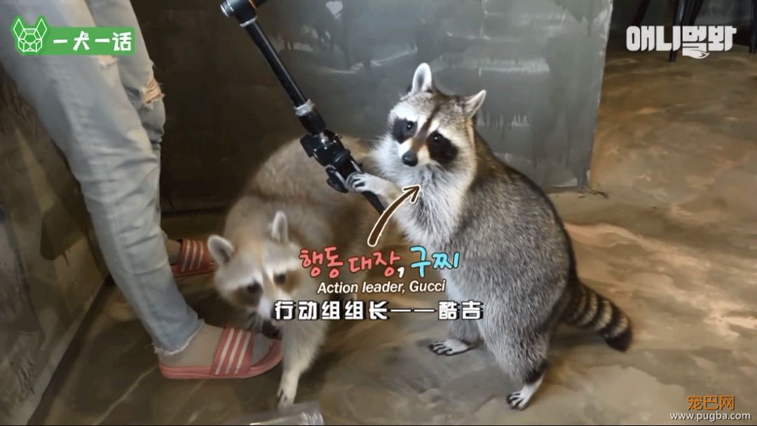 小浣熊那么可爱，当然不能养它啦！-4.jpeg