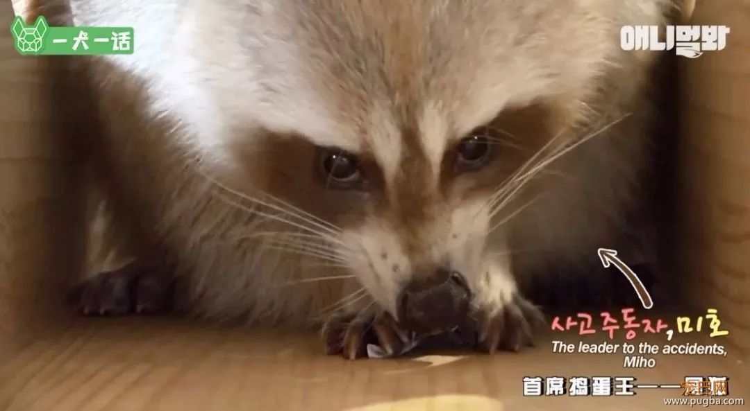 小浣熊那么可爱，当然不能养它啦！-3.jpeg