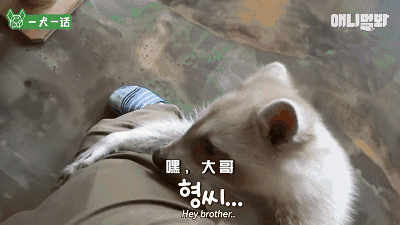 小浣熊那么可爱，当然不能养它啦！-2.gif