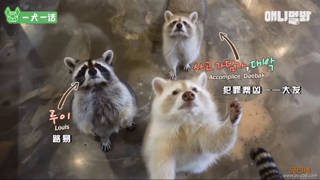 小浣熊那么可爱，当然不能养它啦！-5.jpeg