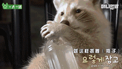 小浣熊那么可爱，当然不能养它啦！-8.gif