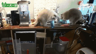 小浣熊那么可爱，当然不能养它啦！-9.gif