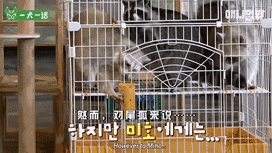 小浣熊那么可爱，当然不能养它啦！-10.gif