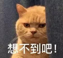狗狗跟主人要零食，橘猫有样学样，为了好吃的什么都能做！-1.jpg