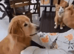 狗狗跟主人要零食，橘猫有样学样，为了好吃的什么都能做！-2.gif