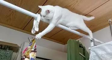 狗狗跟主人要零食，橘猫有样学样，为了好吃的什么都能做！-5.jpg