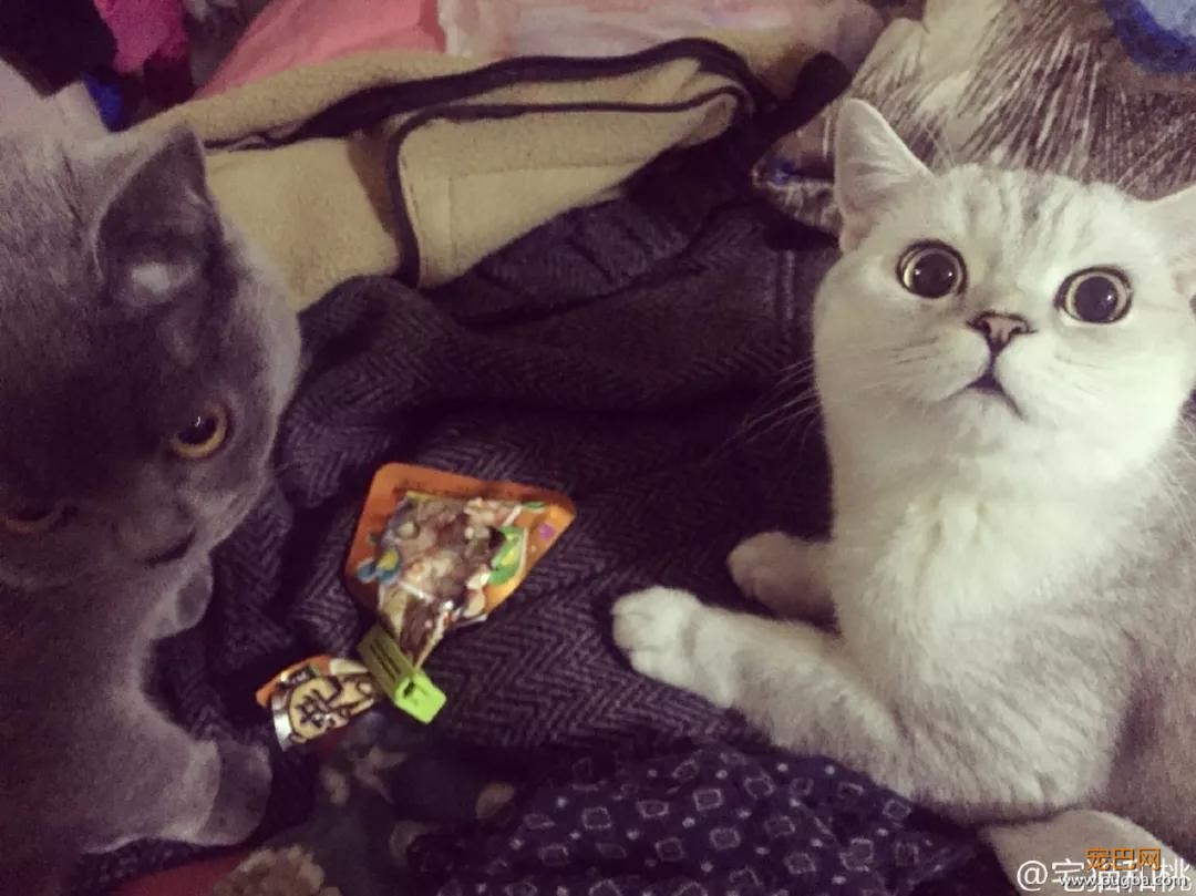 狗狗跟主人要零食，橘猫有样学样，为了好吃的什么都能做！-9.jpg