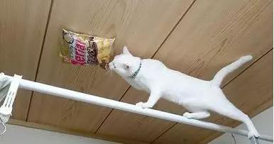 狗狗跟主人要零食，橘猫有样学样，为了好吃的什么都能做！-7.jpg