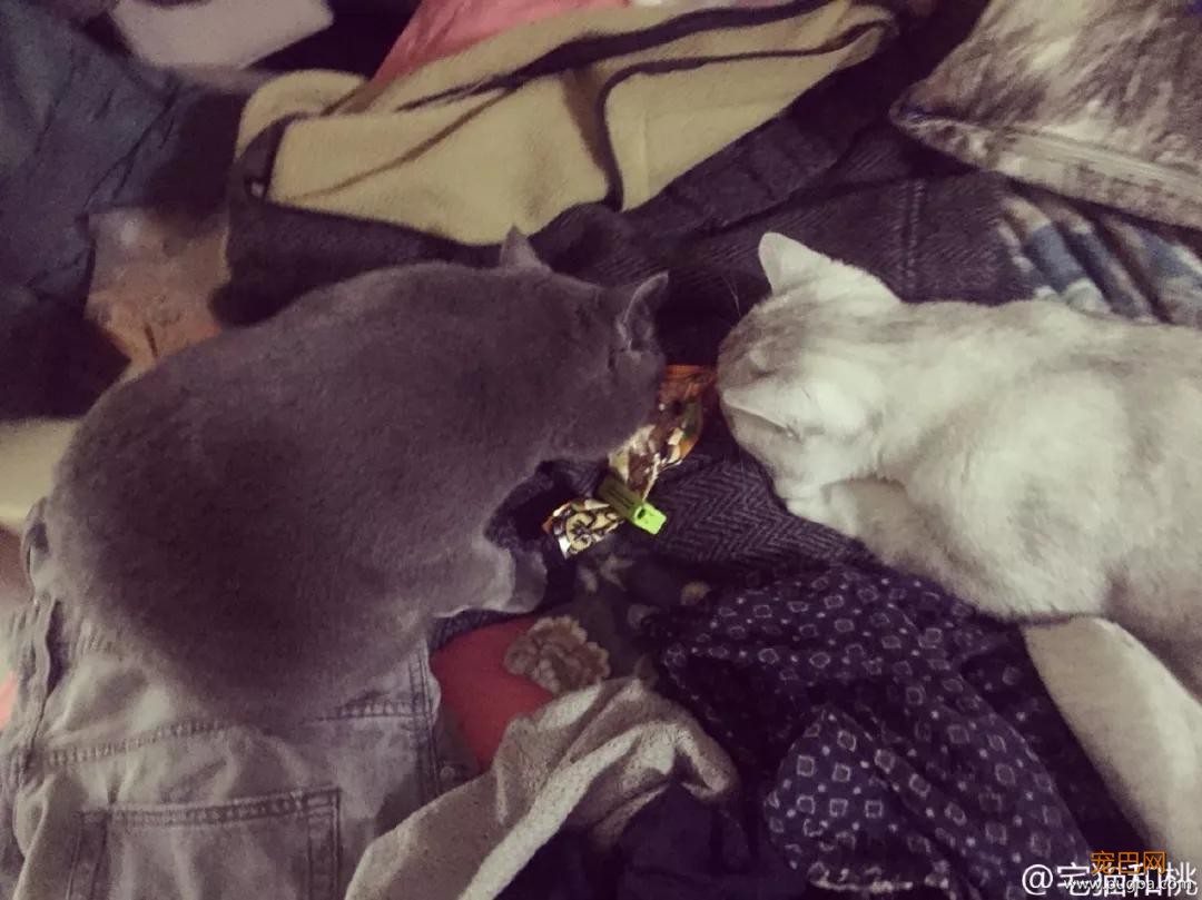 狗狗跟主人要零食，橘猫有样学样，为了好吃的什么都能做！-8.jpg