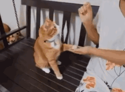 狗狗跟主人要零食，橘猫有样学样，为了好吃的什么都能做！-4.gif