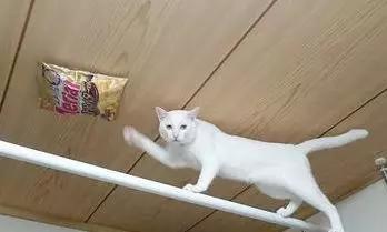 狗狗跟主人要零食，橘猫有样学样，为了好吃的什么都能做！-6.jpg