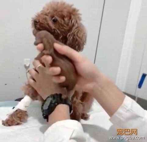 泰迪难产带去医院做剖腹产，小狗出生后，狗妈妈一脸懵-2.jpeg