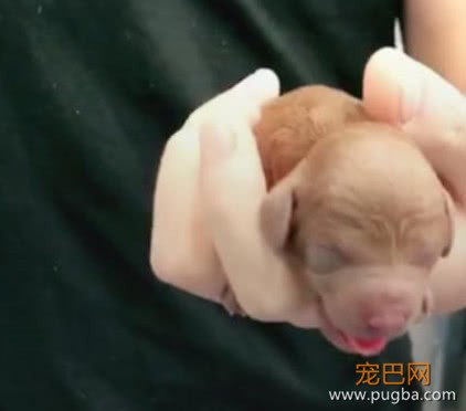 泰迪难产带去医院做剖腹产，小狗出生后，狗妈妈一脸懵-3.jpeg