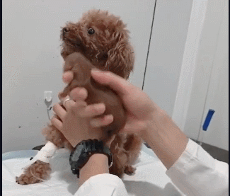 泰迪难产带去医院做剖腹产，小狗出生后，狗妈妈一脸懵-4.gif