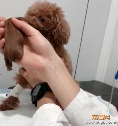 泰迪难产带去医院做剖腹产，小狗出生后，狗妈妈一脸懵-1.jpeg