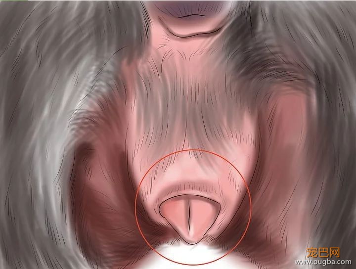 狗狗突然不吃不喝、脾气暴躁，这个锅要给"发情"来背-5.jpeg