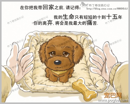 狗狗的一辈子，看到最后一个图我哭了-1.jpeg