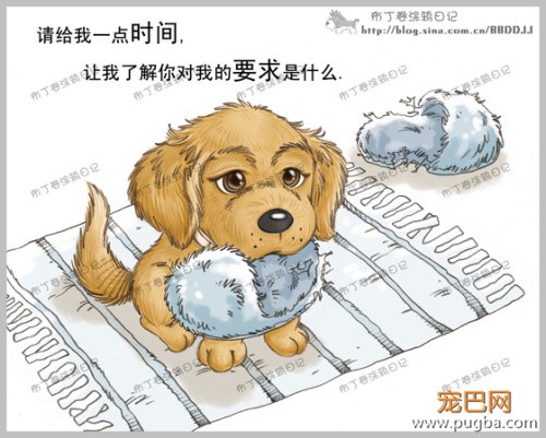 狗狗的一辈子，看到最后一个图我哭了-2.jpeg