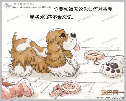 狗狗的一辈子，看到最后一个图我哭了-6.jpeg