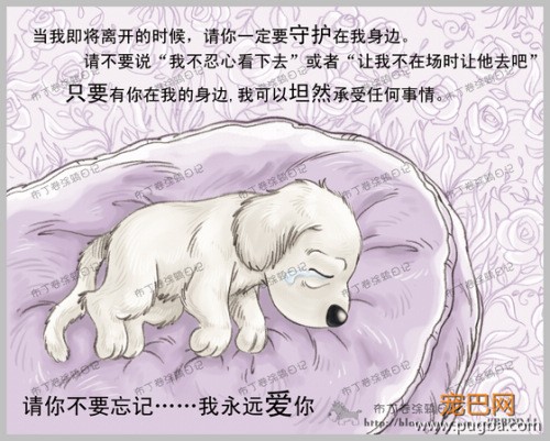 狗狗的一辈子，看到最后一个图我哭了-10.jpeg