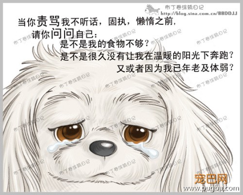 狗狗的一辈子，看到最后一个图我哭了-8.jpeg