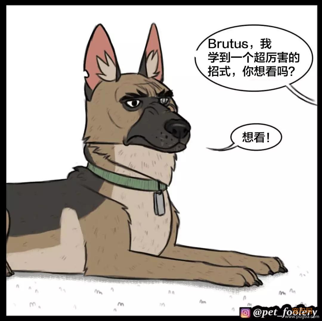 退役军犬和大眼萌猫的故事，续集来了！-2.jpg