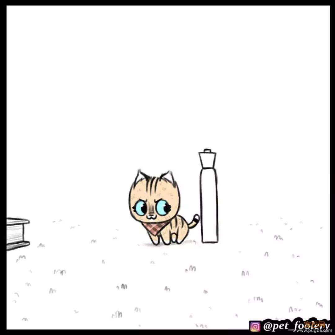 退役军犬和大眼萌猫的故事，续集来了！-7.jpg