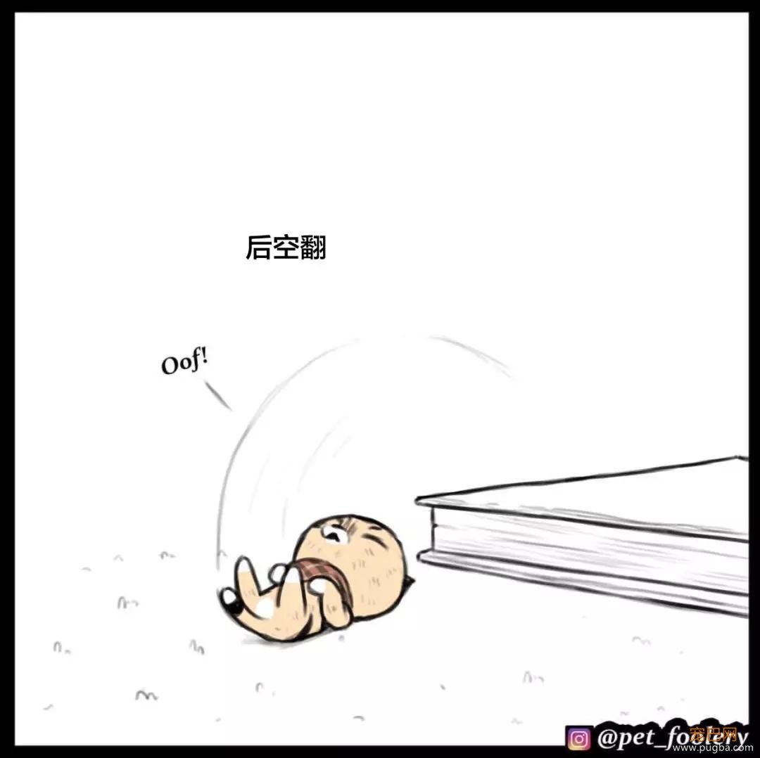 退役军犬和大眼萌猫的故事，续集来了！-4.jpg