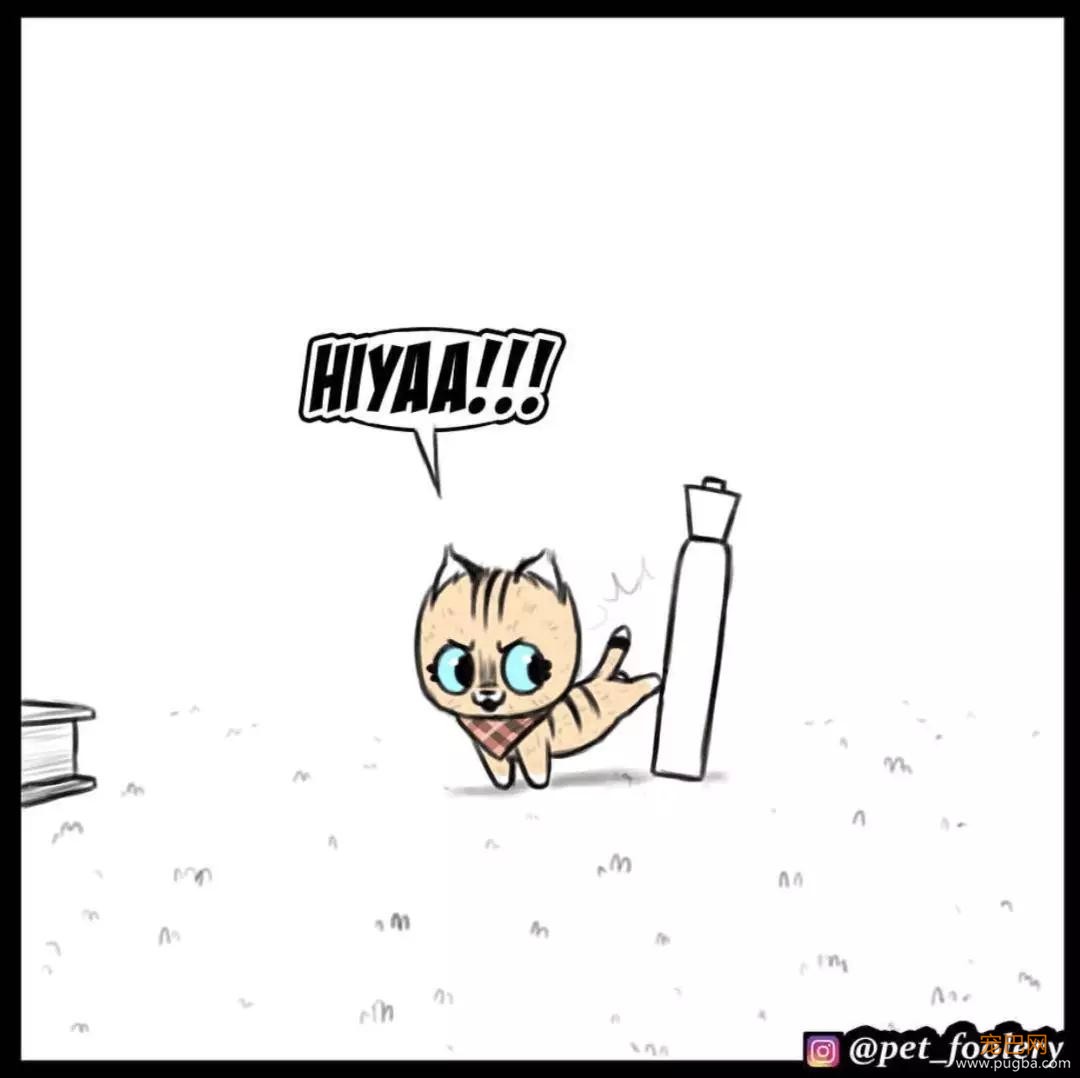 退役军犬和大眼萌猫的故事，续集来了！-8.jpg