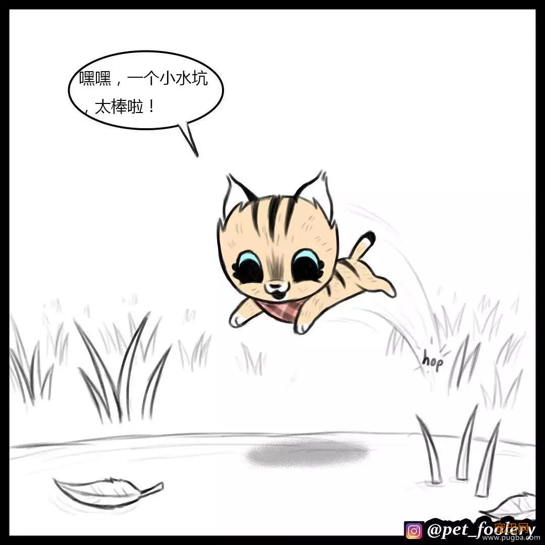 退役军犬和大眼萌猫的故事，续集来了！-12.jpg