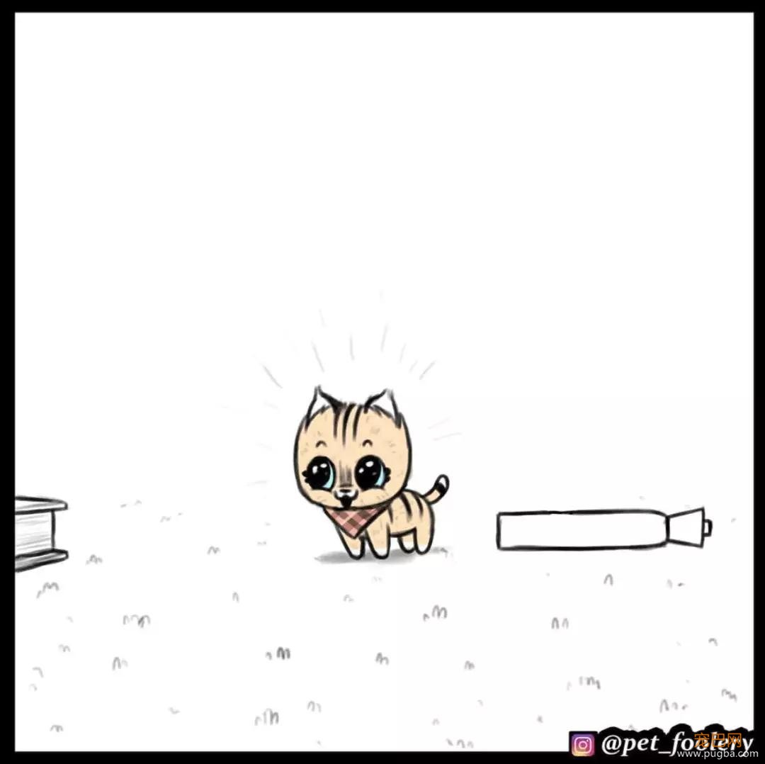 退役军犬和大眼萌猫的故事，续集来了！-9.jpg