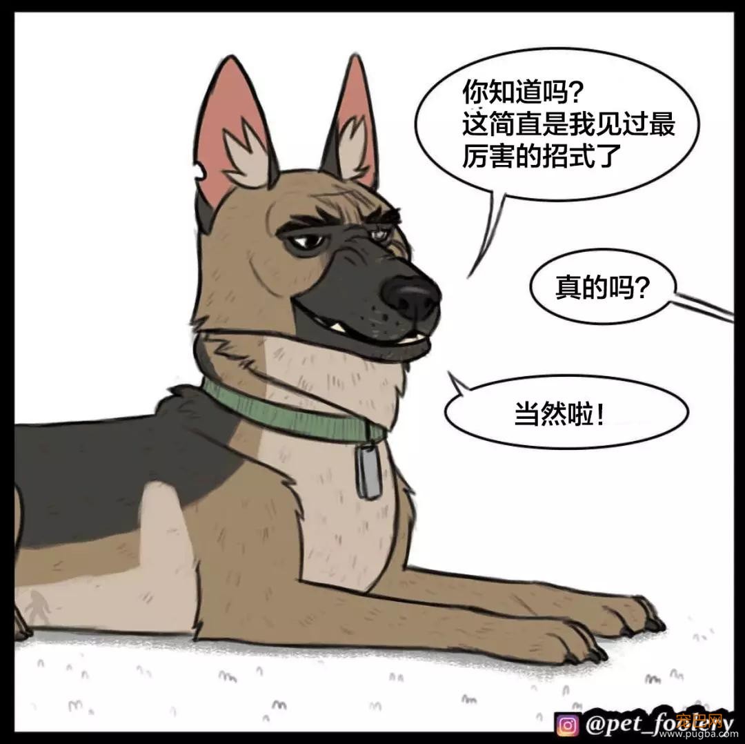 退役军犬和大眼萌猫的故事，续集来了！-10.jpg