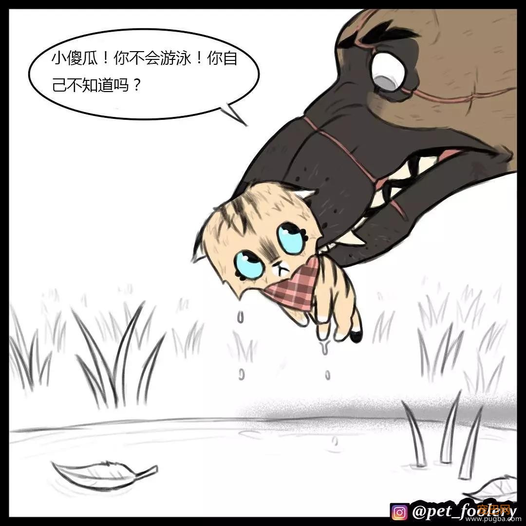退役军犬和大眼萌猫的故事，续集来了！-15.jpg