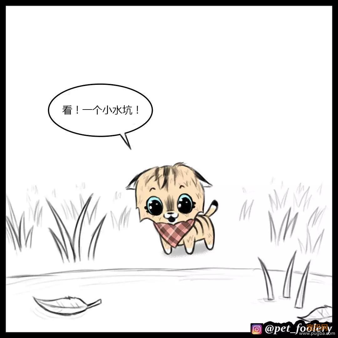 退役军犬和大眼萌猫的故事，续集来了！-17.jpg