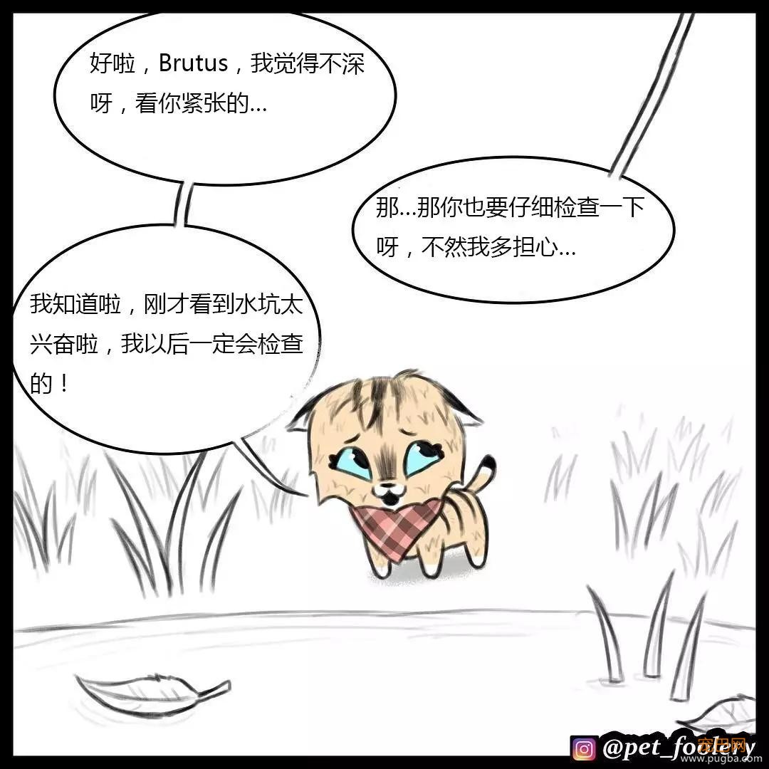 退役军犬和大眼萌猫的故事，续集来了！-16.jpg