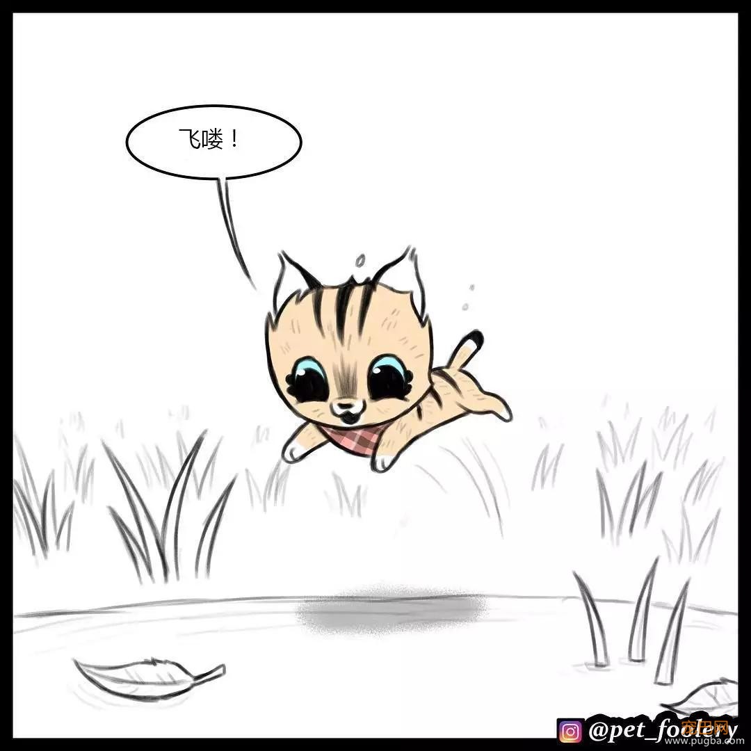 退役军犬和大眼萌猫的故事，续集来了！-18.jpg