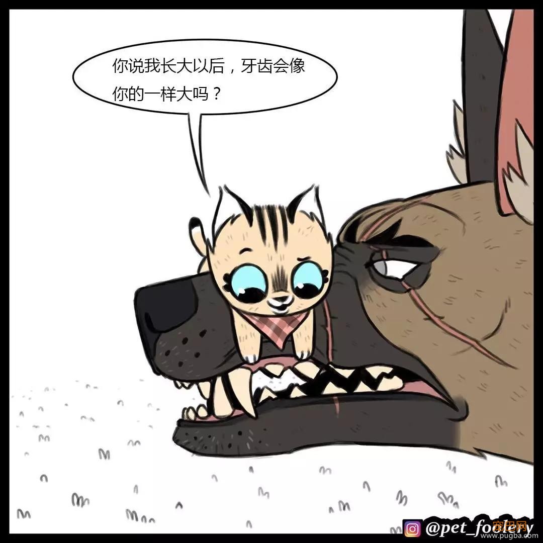 退役军犬和大眼萌猫的故事，续集来了！-22.jpg