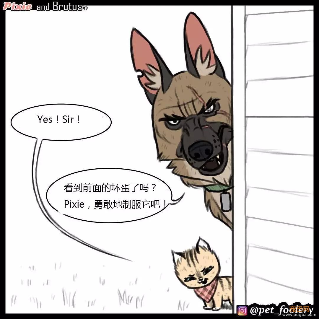 退役军犬和大眼萌猫的故事，续集来了！-27.jpg
